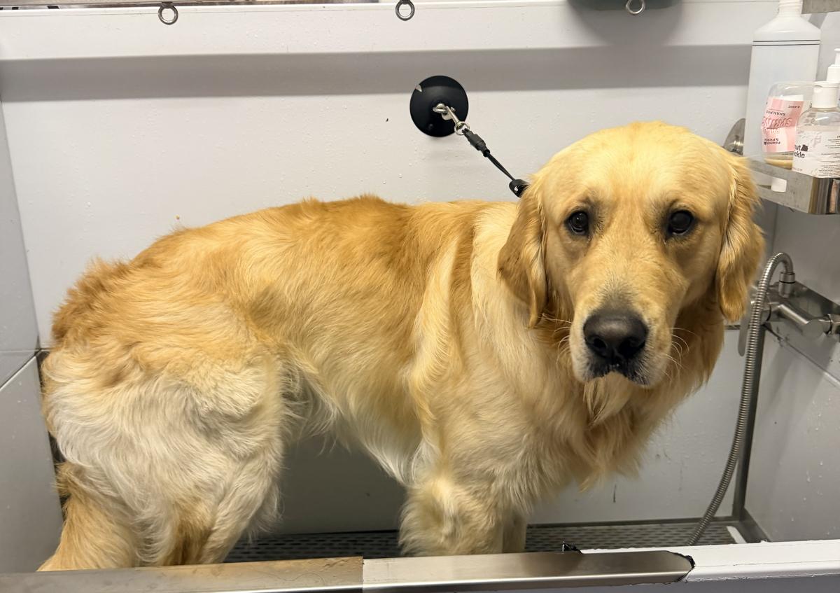 Bath, Blowdry and Brush Session (ONLY no haircut) (1/5)
