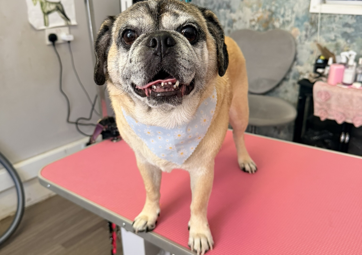 Short Coat Full Grooming (For short/ smooth coated breeds.) (5/5)