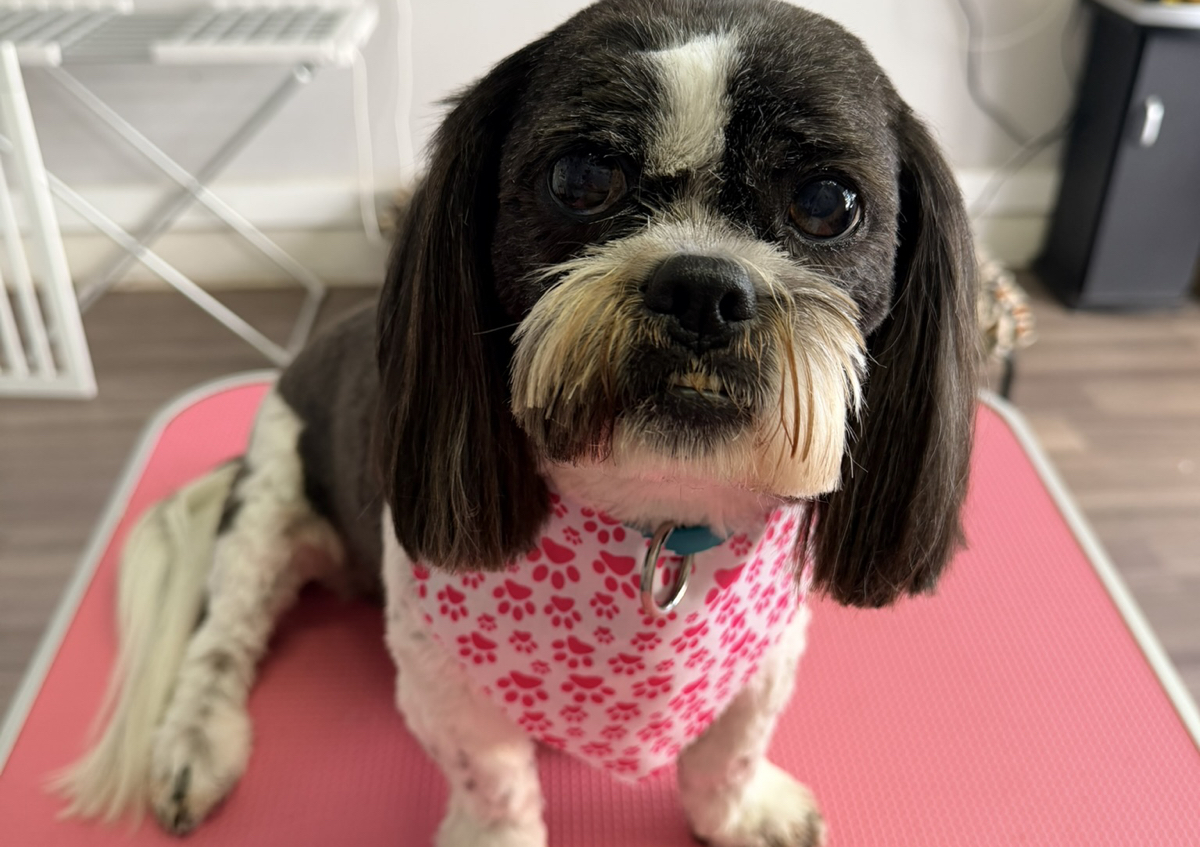 Full Grooming Session (Long coated breeds that require a hair cut) (2/5)