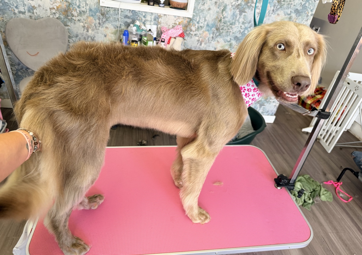 Full Grooming Session (Long coated breeds that require a hair cut) (4/5)