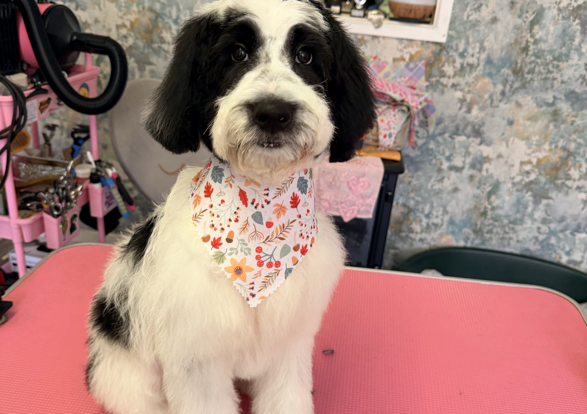 Puppy Grooming Session (All breeds and sizes) (4/4)