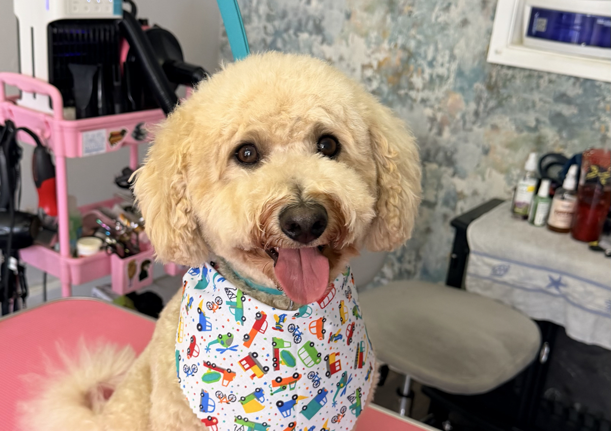 Mini Groom Session (2/3)