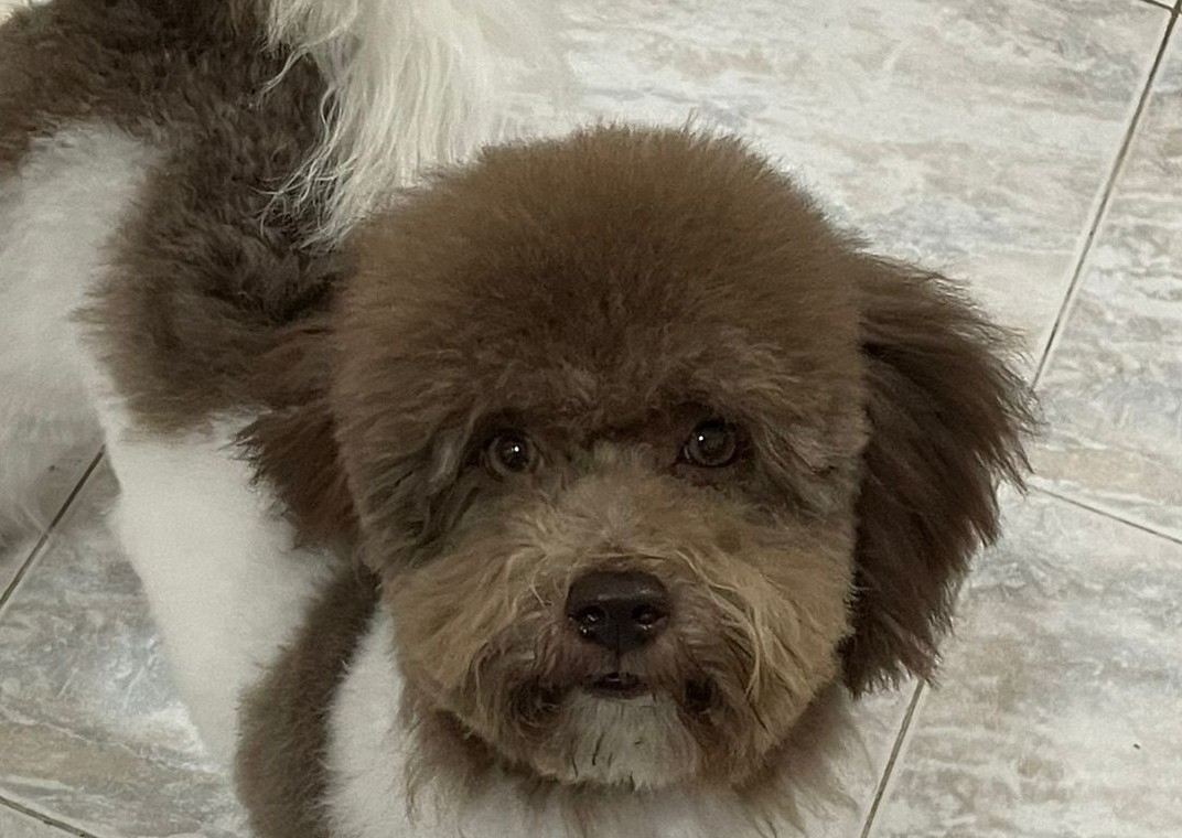 Bagno+taglio barboncino nano