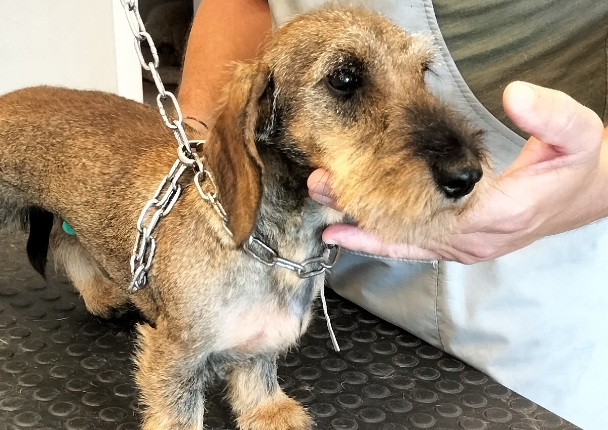 B+ Stripping Bassotto