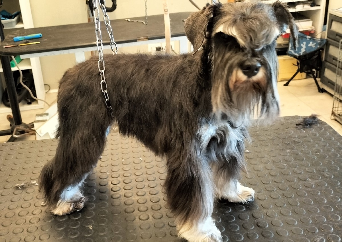 B+taglio comm.Schnauzer mini