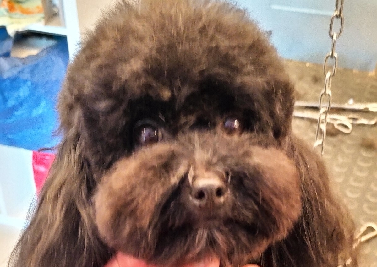 B+ Taglio Comm. Barboncino toy