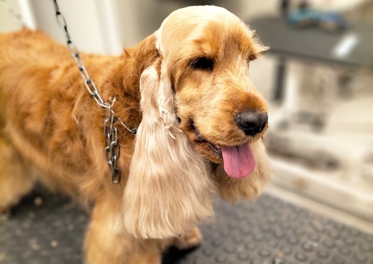 B+  Stripping tipo cocker