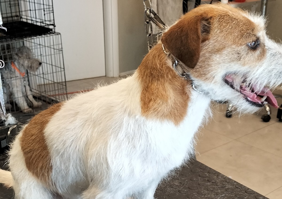 B+ Stripping Jack Russell