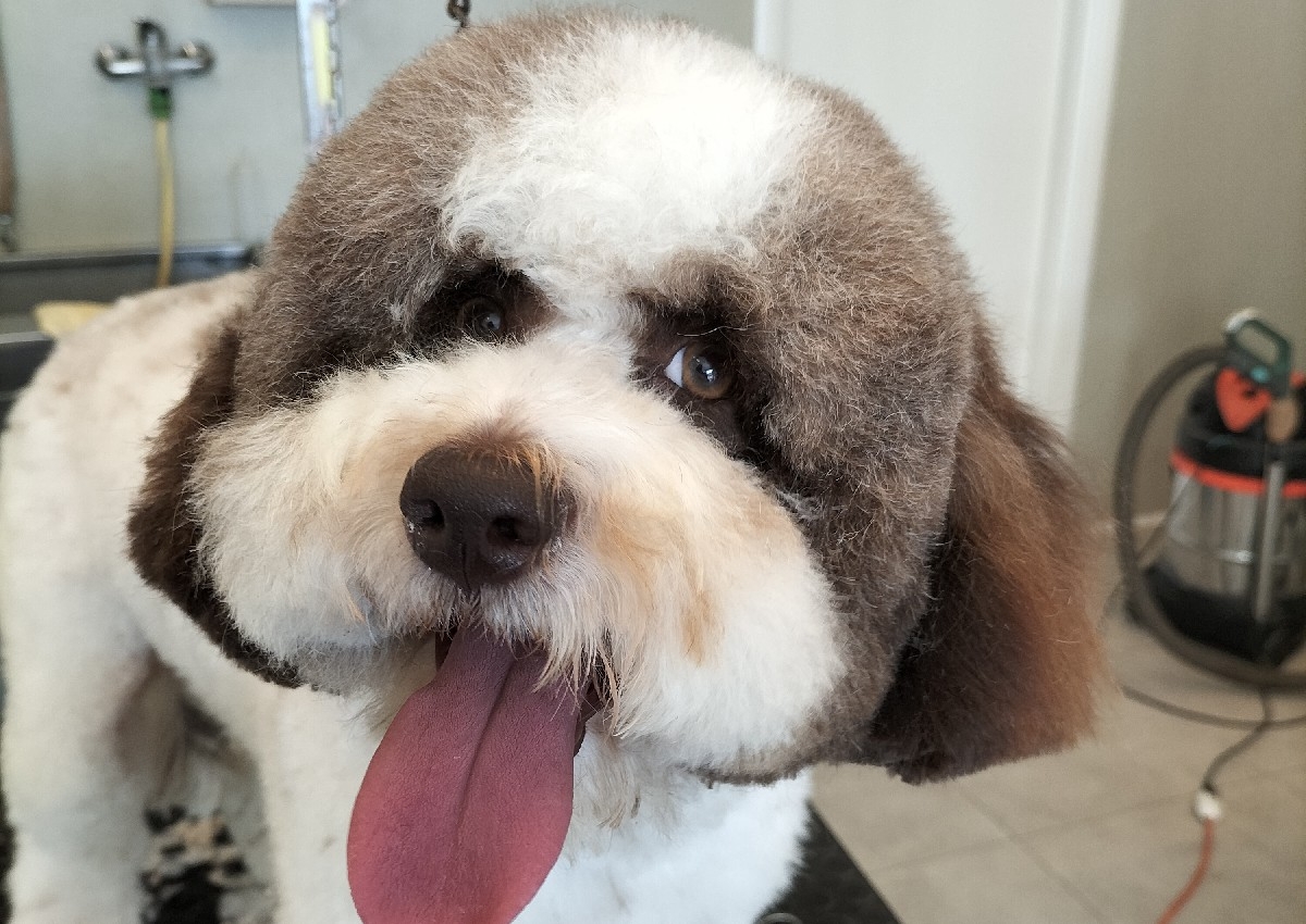 B + taglio comm. tipo Lagotto