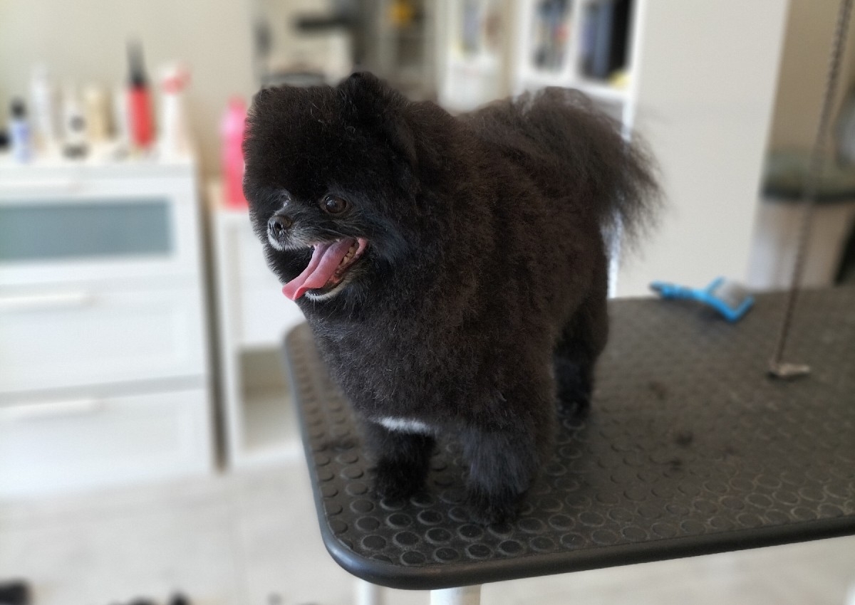 B+ taglio tipo Spitz