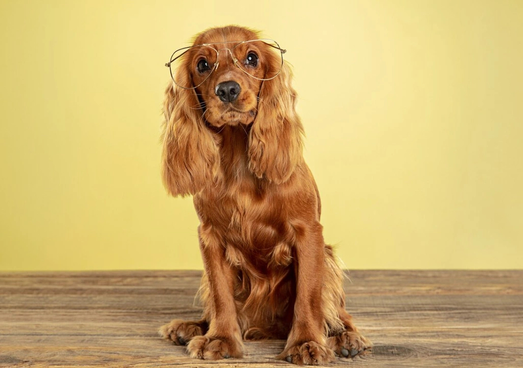 Full Groom Medium - up to 20kg