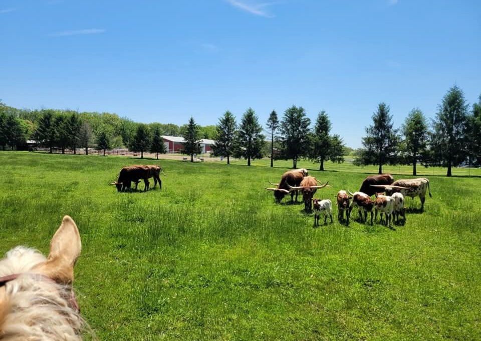 Farm Visit (3/4)