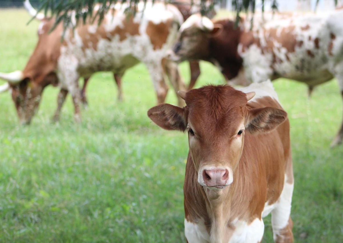 Photoshoot (cows & horses)