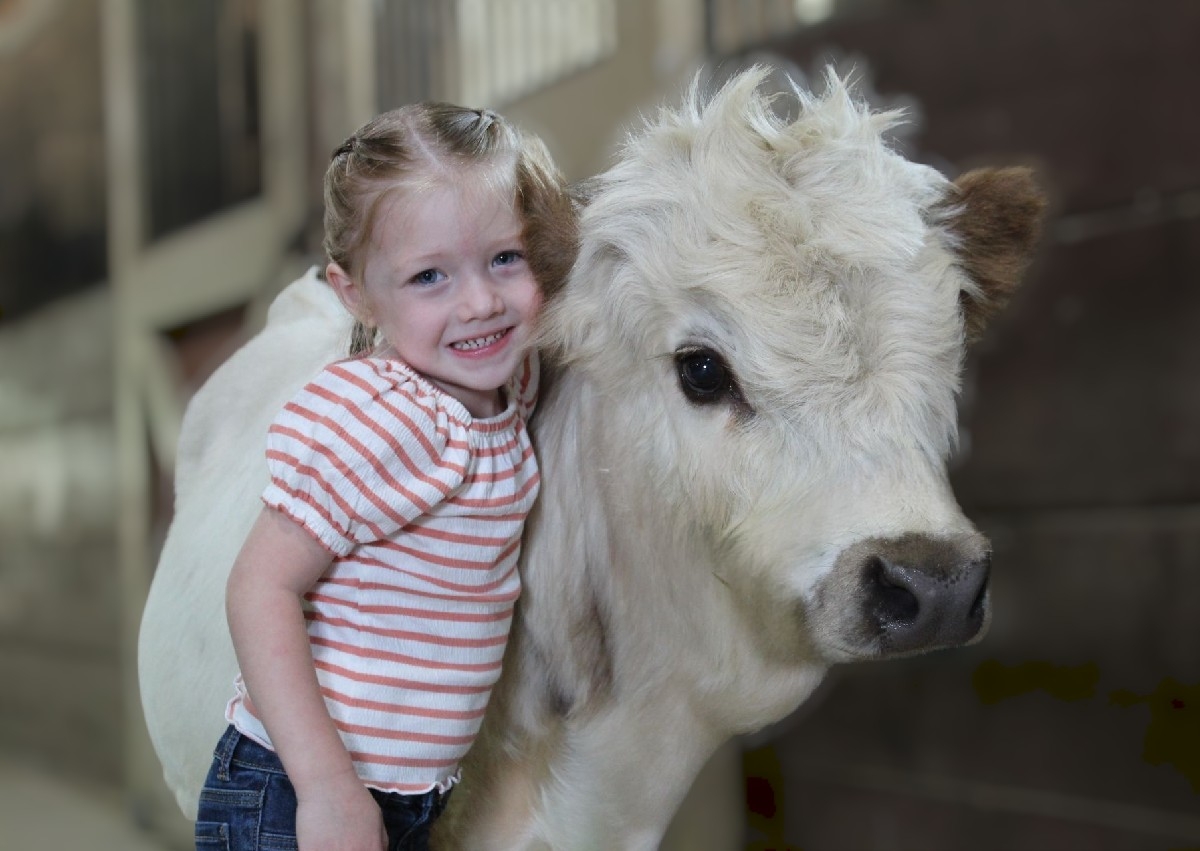 Mini Cow Experience 