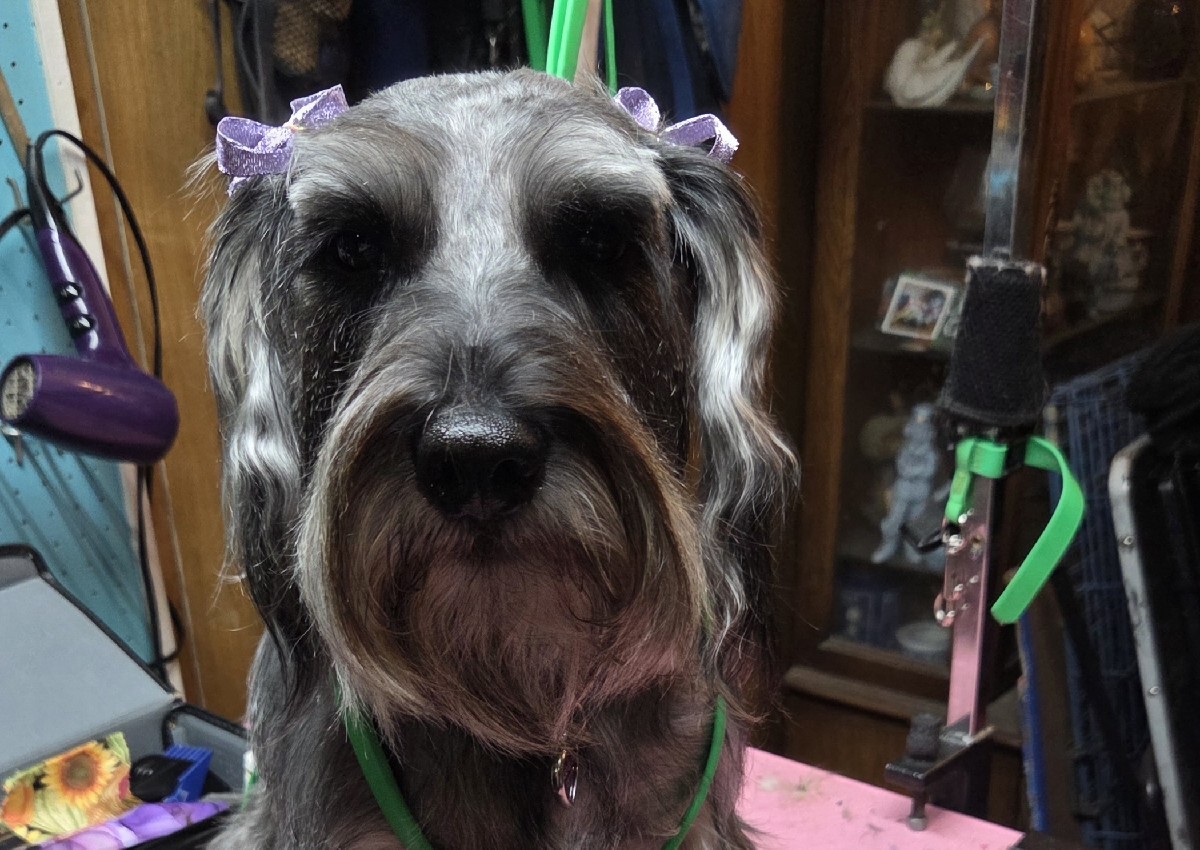 Full groom small breed (3/5)