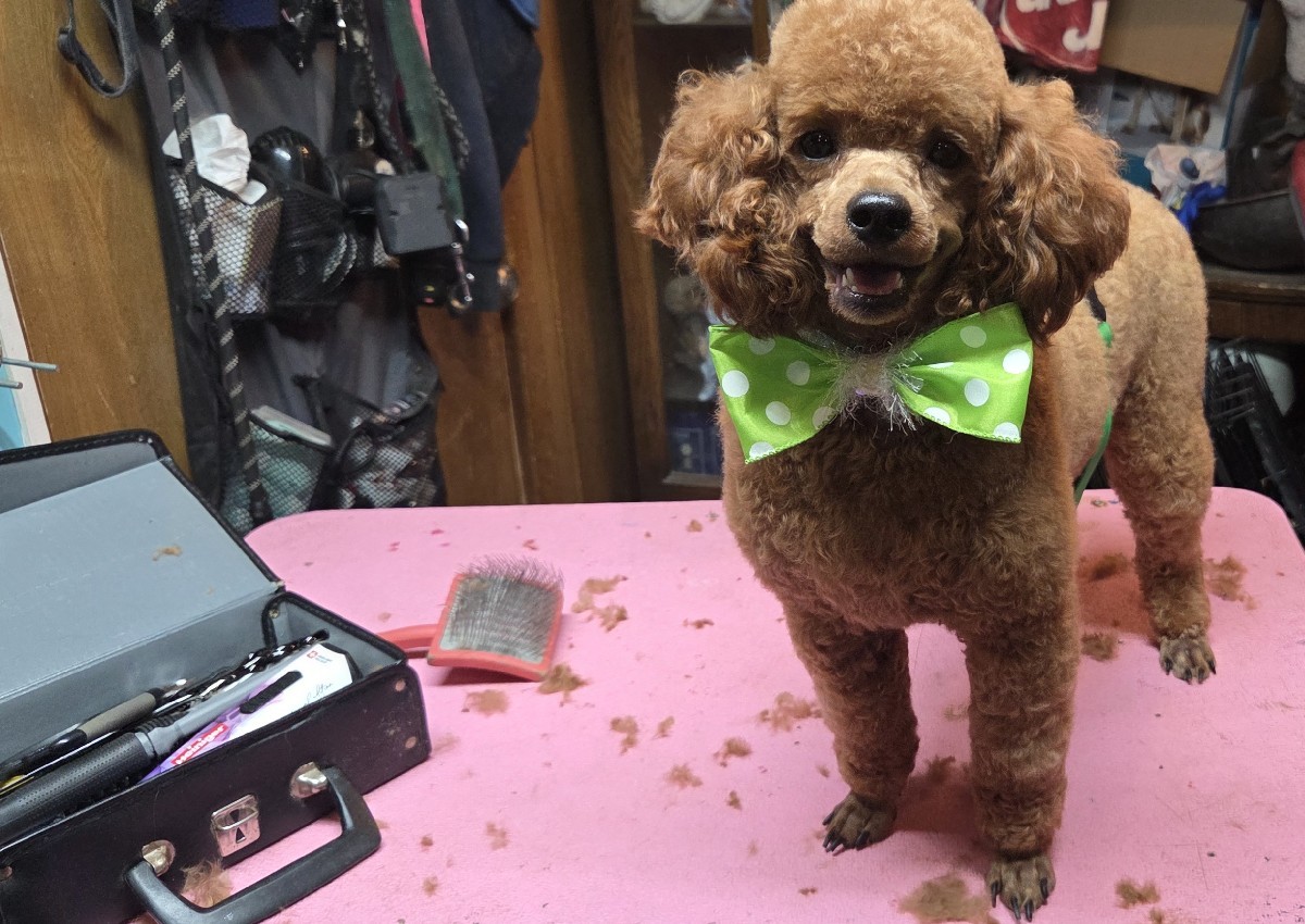 Full groom small breed (2/5)