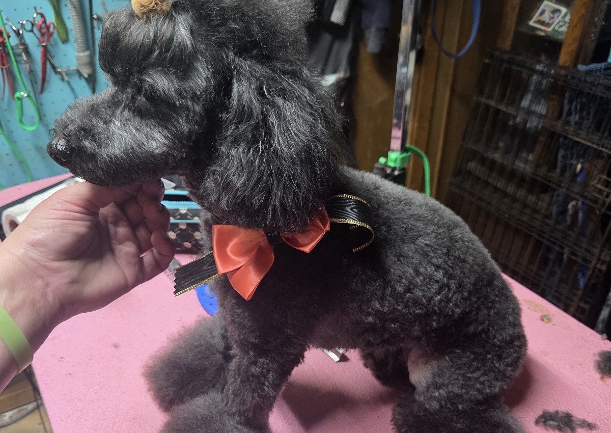Full groom small breed (4/5)