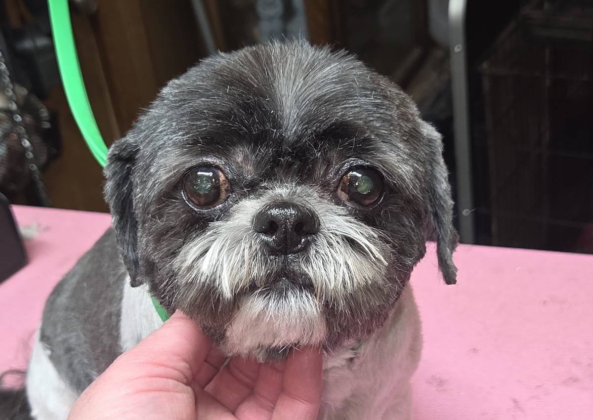 Full groom small breed (5/5)