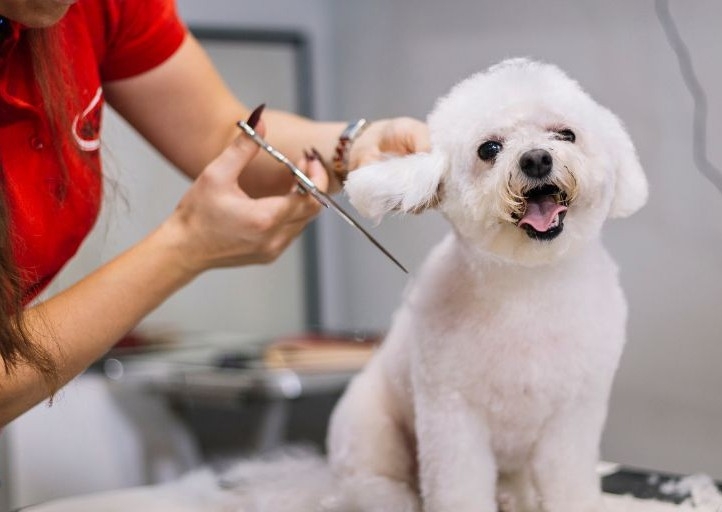 Full Groom (+Bath and Nails)