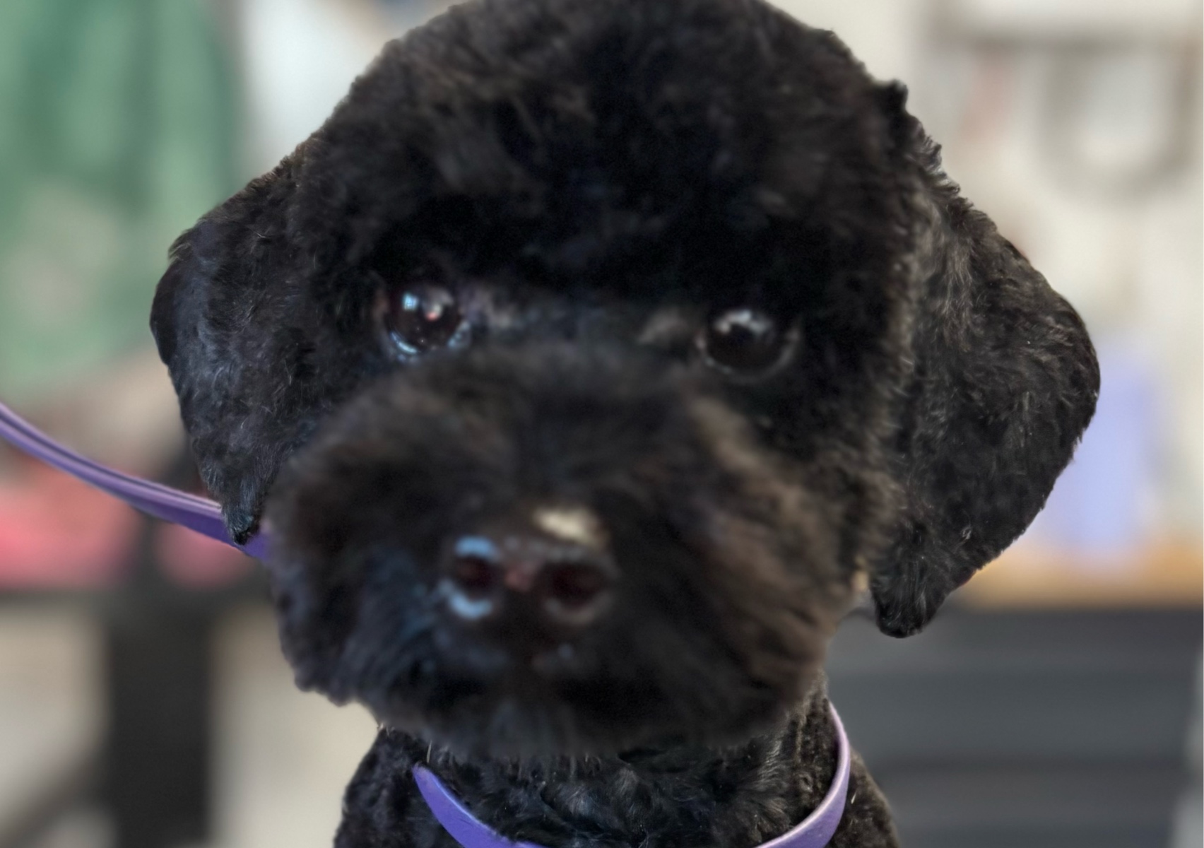 Full groom-small dog