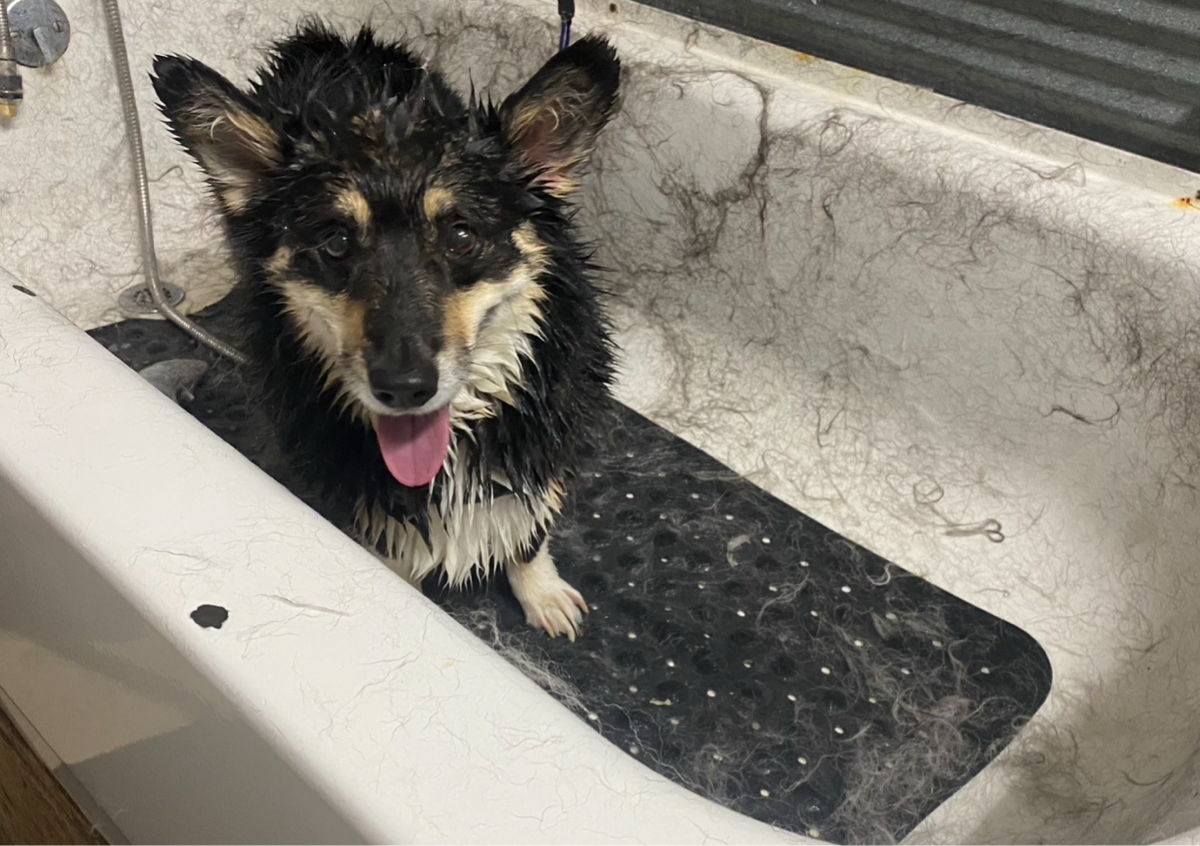 Deshedding Treatment