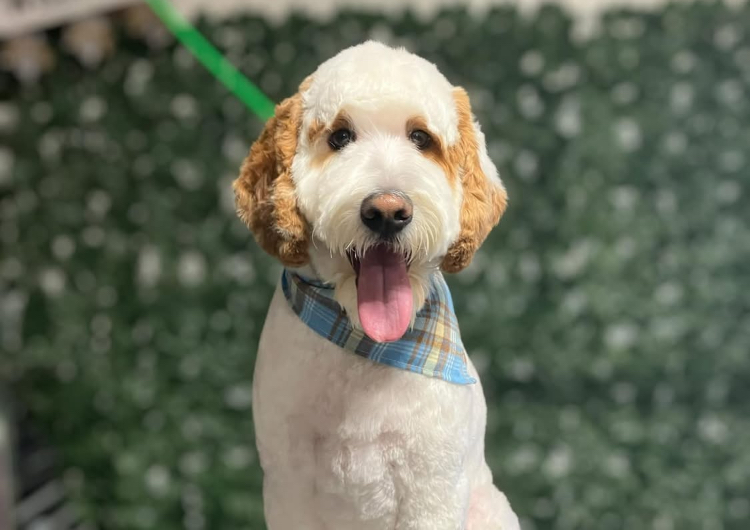 18. Large Dog (41-60lbs) Full Body Clip