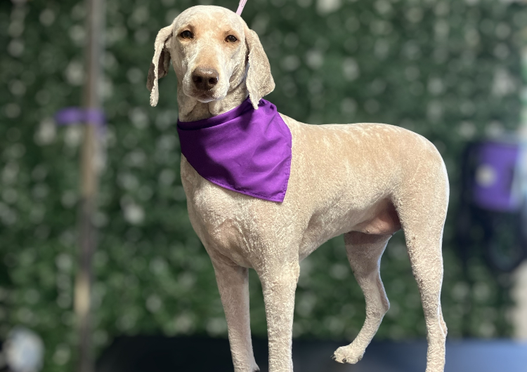 16. Large Dog (41-60lbs) Head-To-Paw Shave