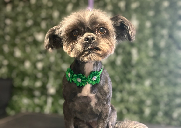 4. Small Dog 20lbs or less  Body Shave, Face Tidy