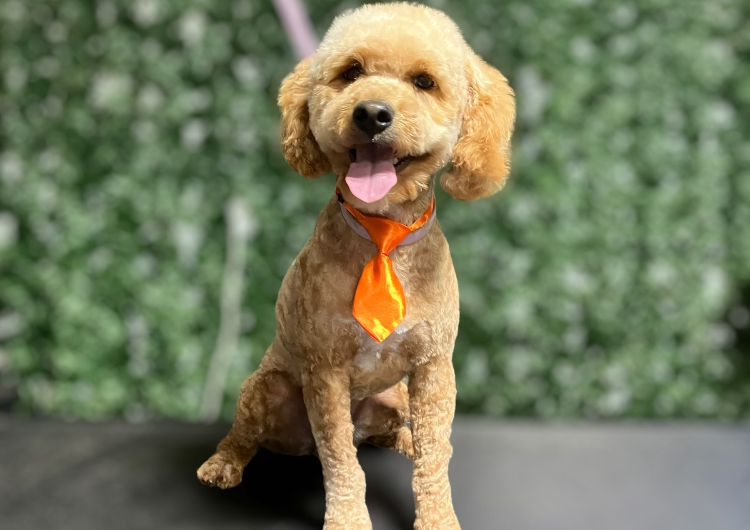 10. Medium Dog (21-40lbs) Body Shave, Face Tidy