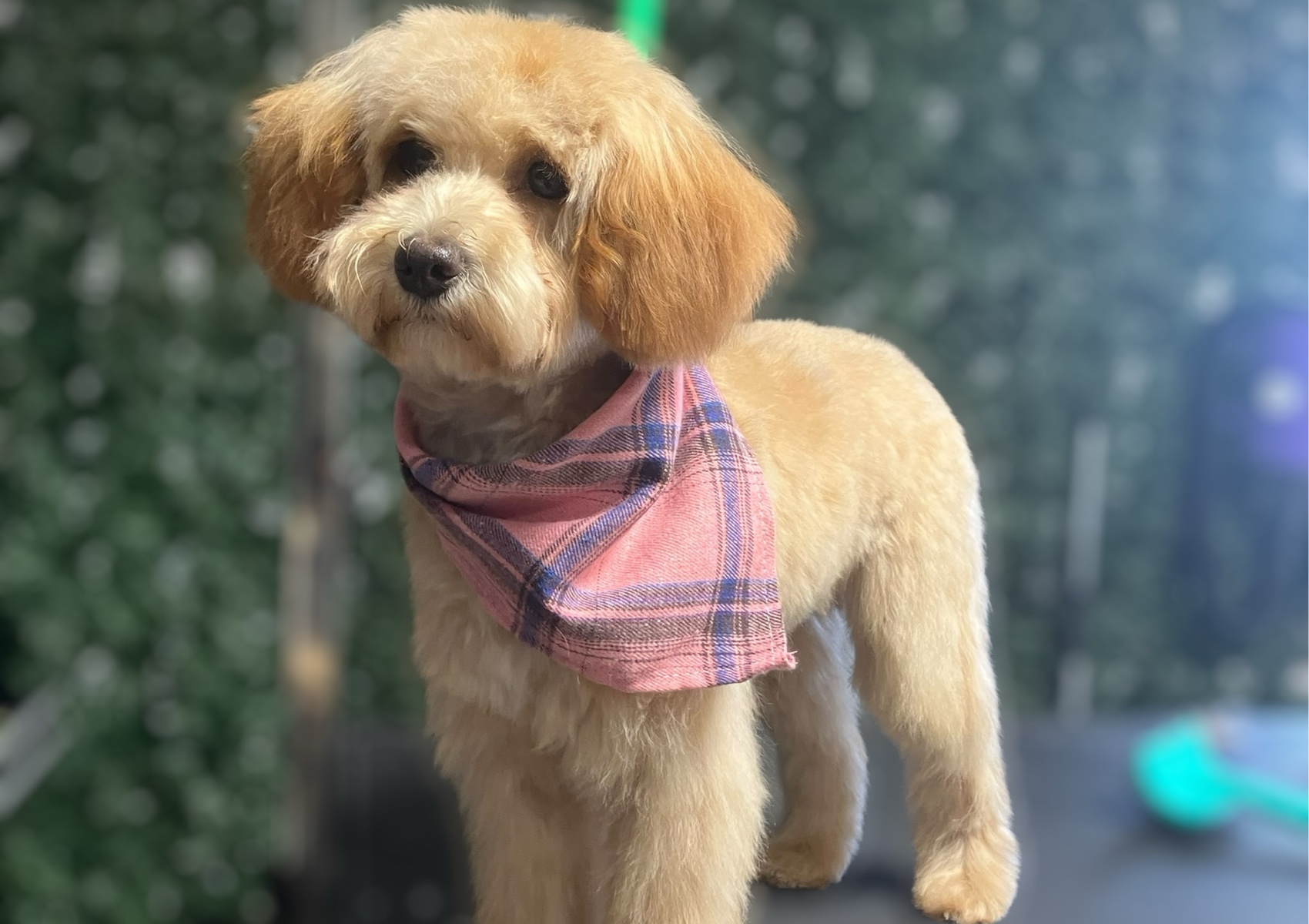 5. Small Dog 20lbs or less Full Body Clip