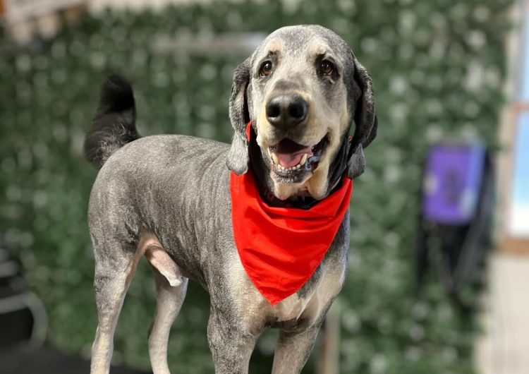 23. X-Large Dog (61-80lbs+) Head-To-Paw Shave