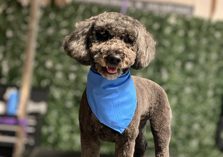 11. Medium Dog (21-40lbs) Full Body Clip