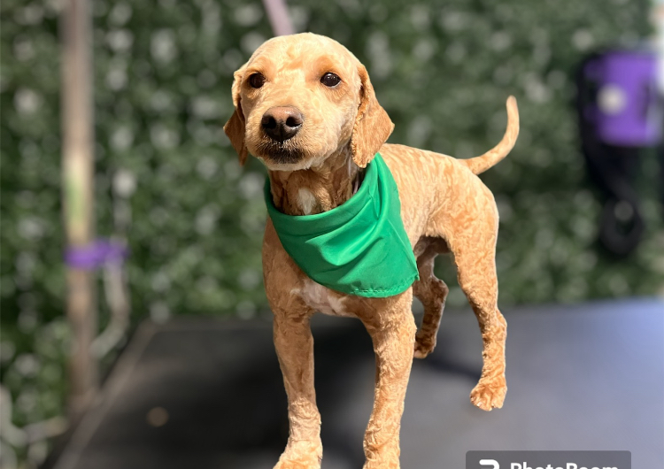 3. Small Dog 20lbs or less  Head-to-paw Shave