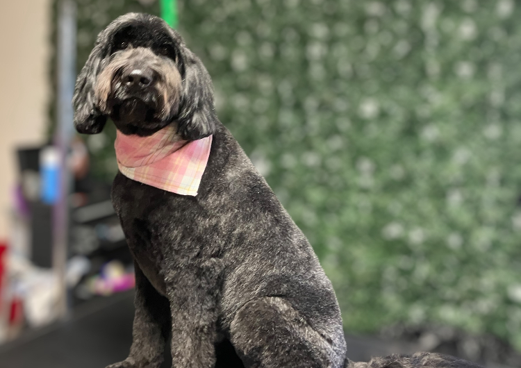 25. X-Large Dog (61-80lbs+) Full Body Clip