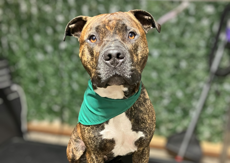 14. Large Dog (41-60lbs) Shorthair Bath & Nails