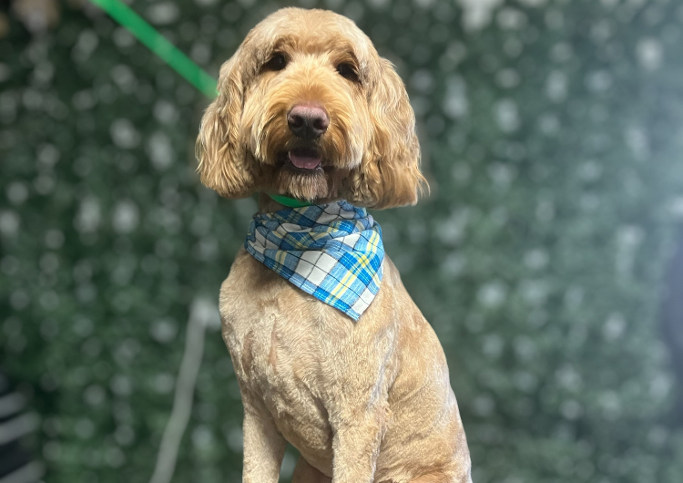 17. Large Dog (41-60lbs) Body Shave, Face Tidy