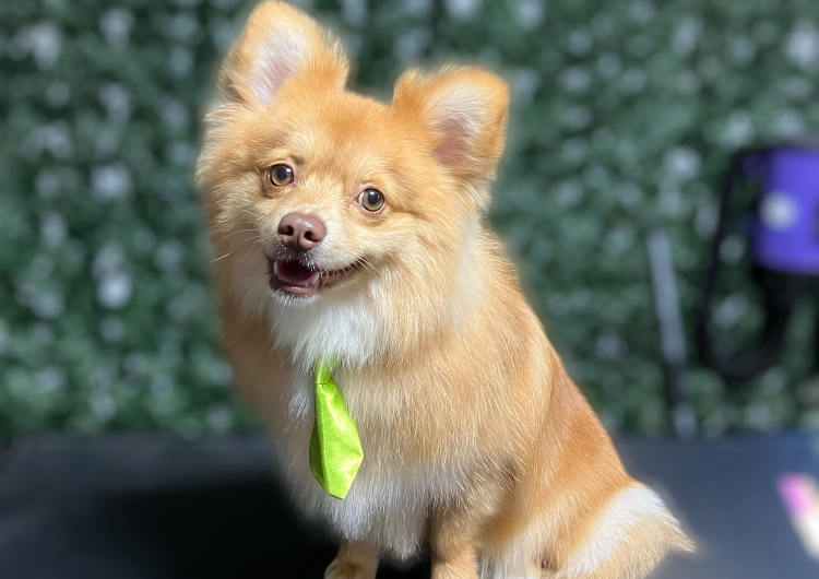 6. Small Dog 20lbs or less De-shed & Tidy (Double Coat)