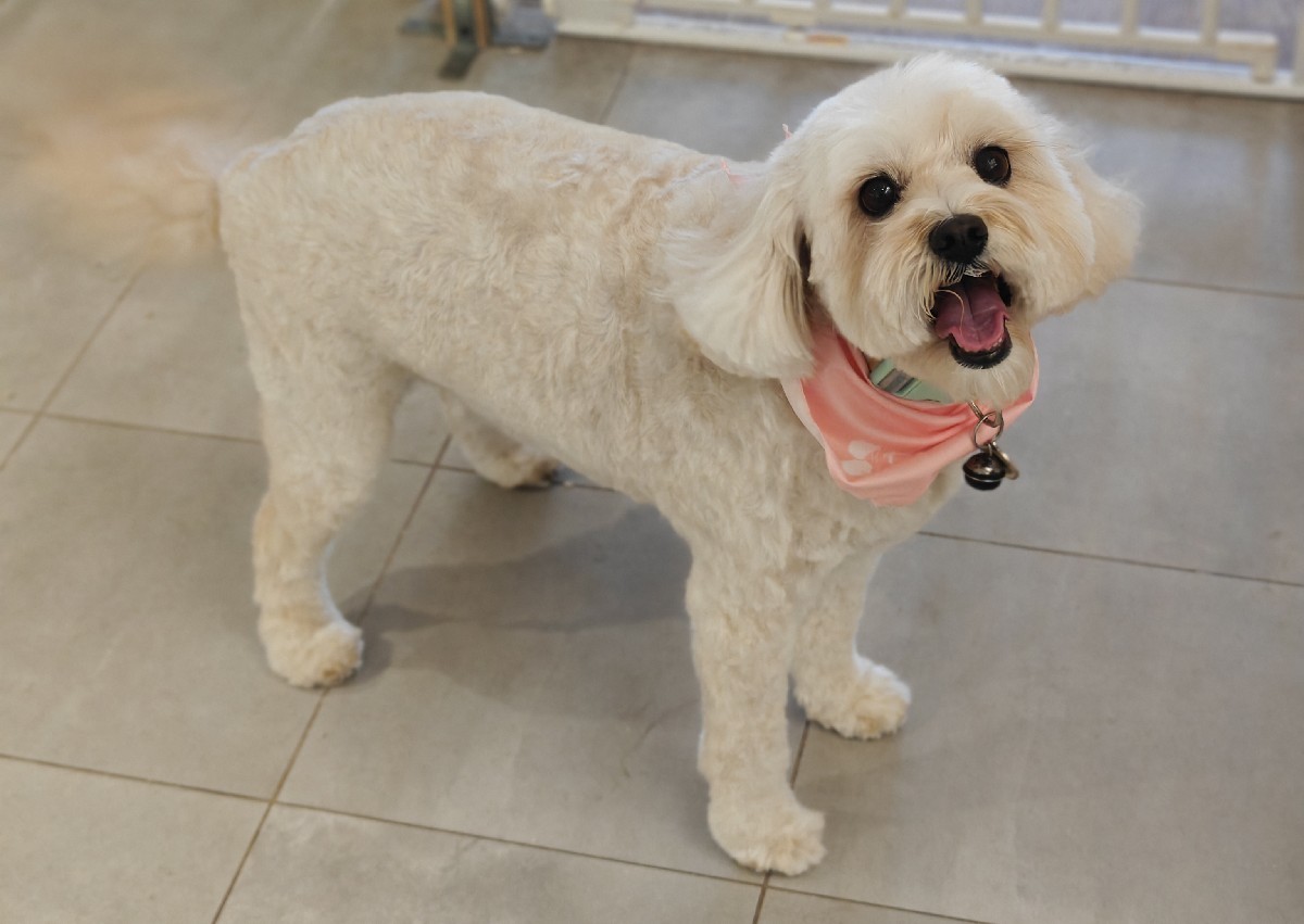 Full Groom Short Fur (1/2)