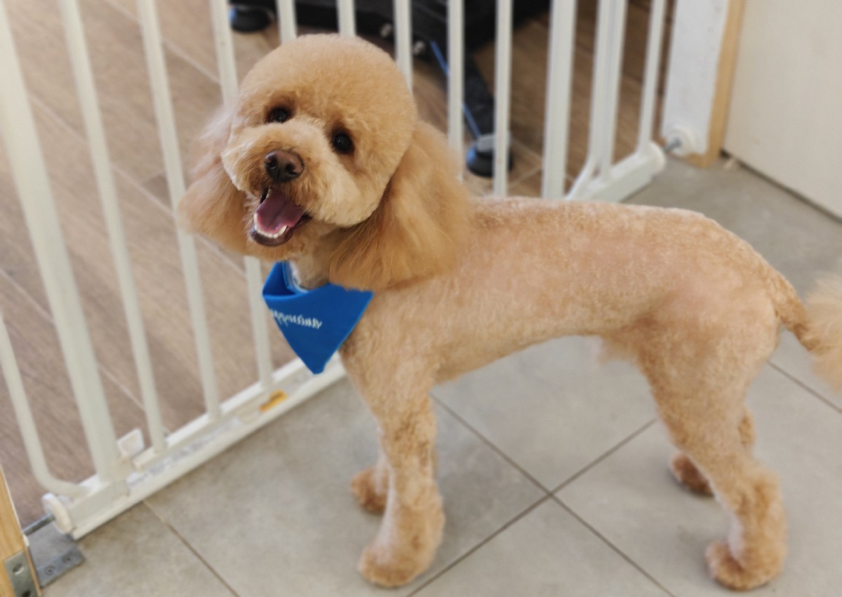 Full Groom Short Fur (2/2)