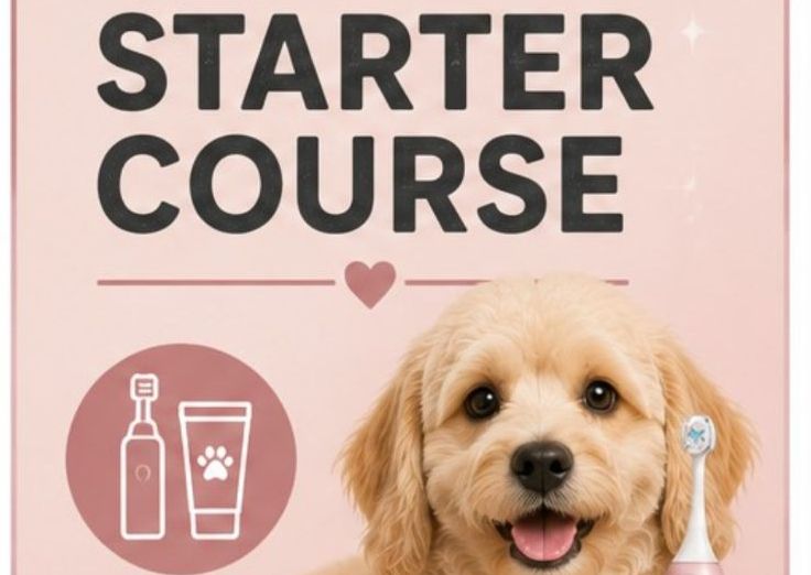 Emmi Pet Starter Course