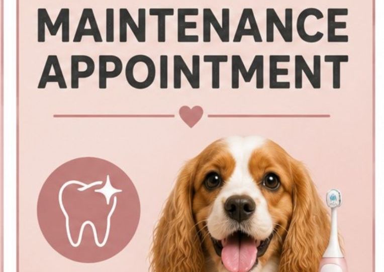Emmi Pet Maintenance Clean