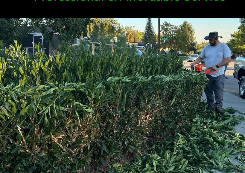 Tree Trimming