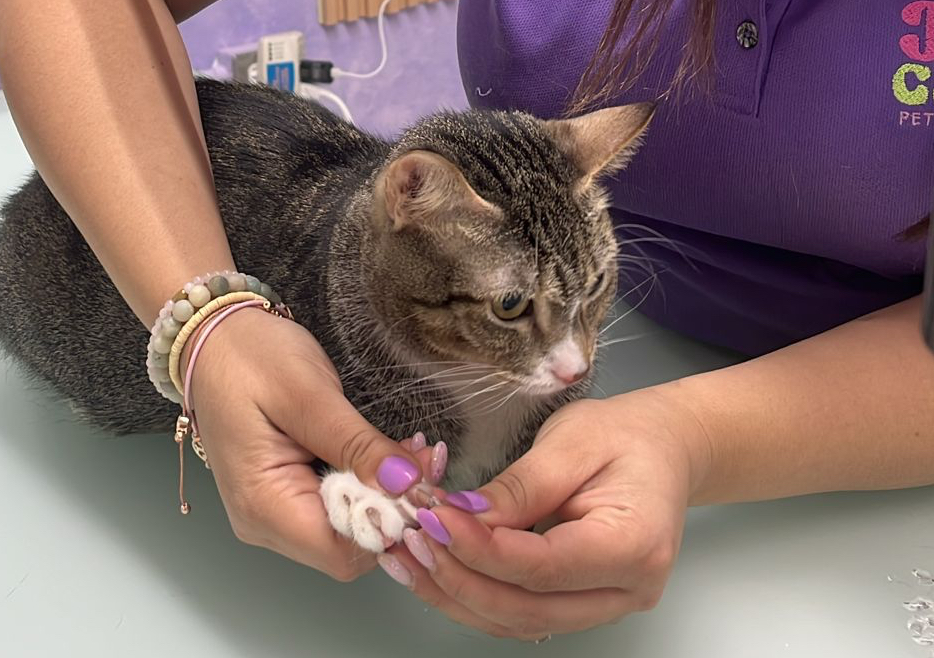 Aplicación de nail caps 