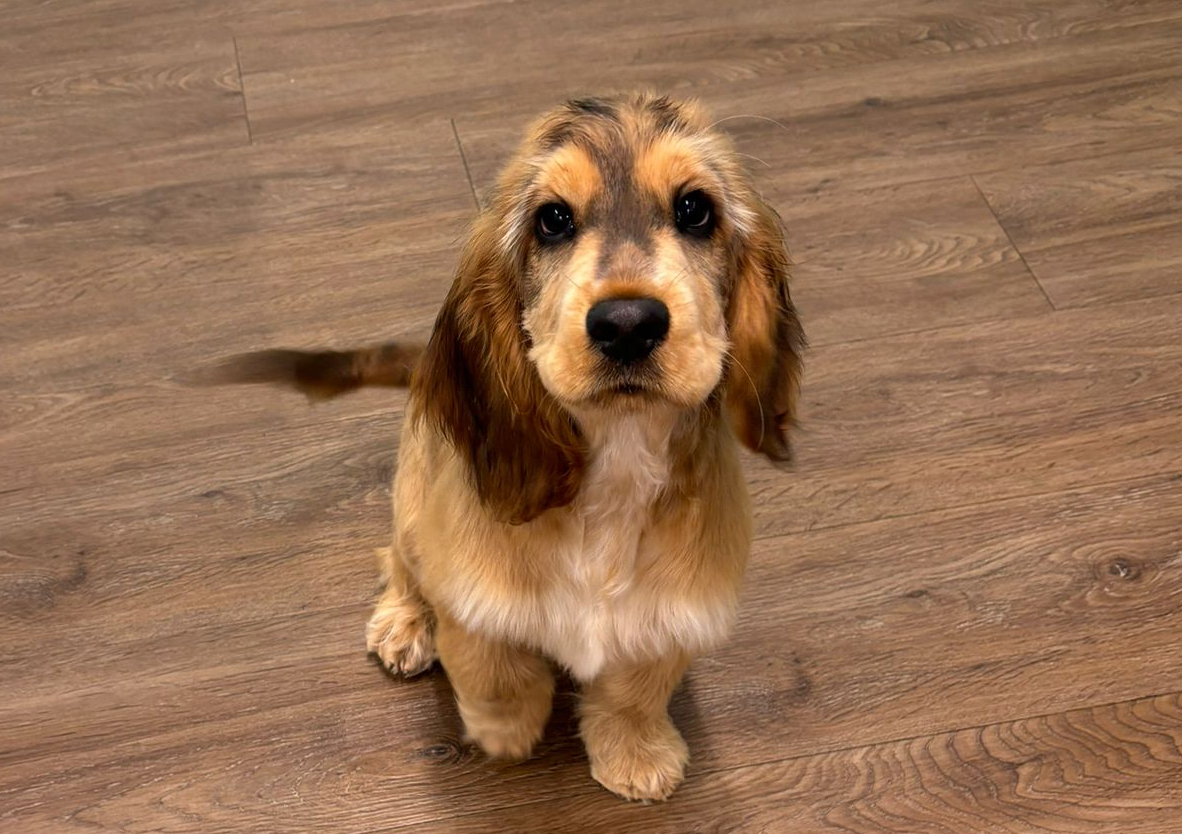Puppy groom/ intro 