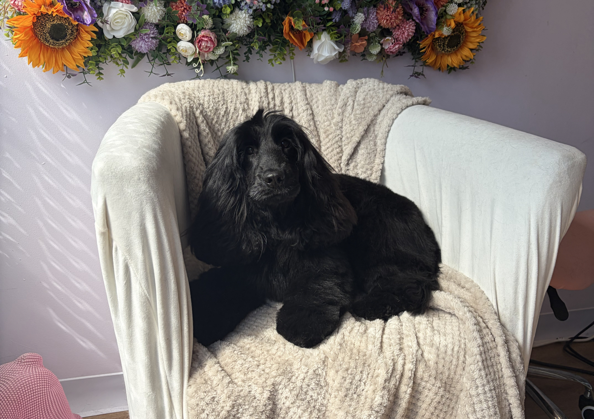 Full groom long haired breed medium  (clipped and styled) 