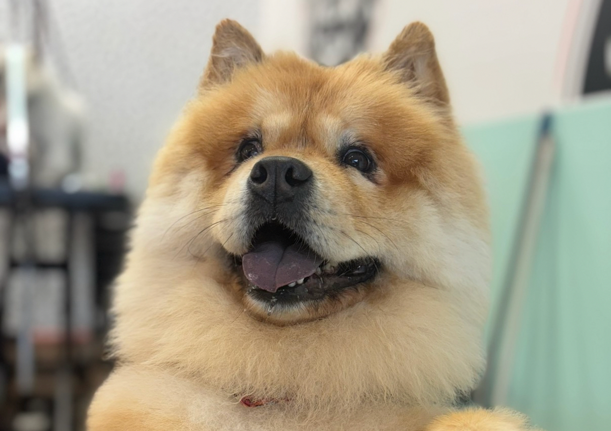 Full groom long haired breed extra large  (clipped and styled) 