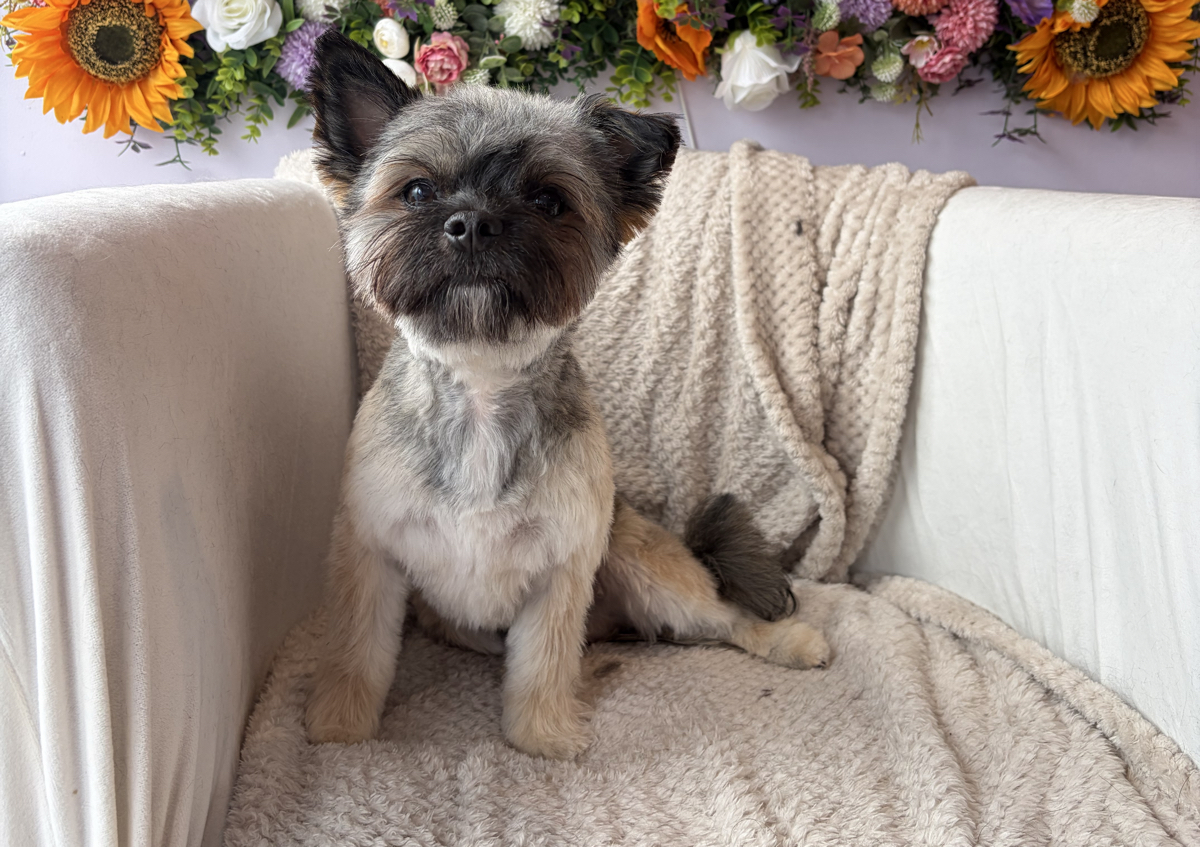 Full groom long haired breed small  (clipped and styled) 