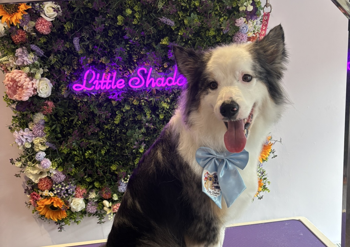 Full groom long haired breed large (clipped and styled) 