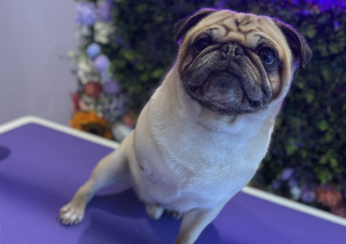 Full groom smooth haired 