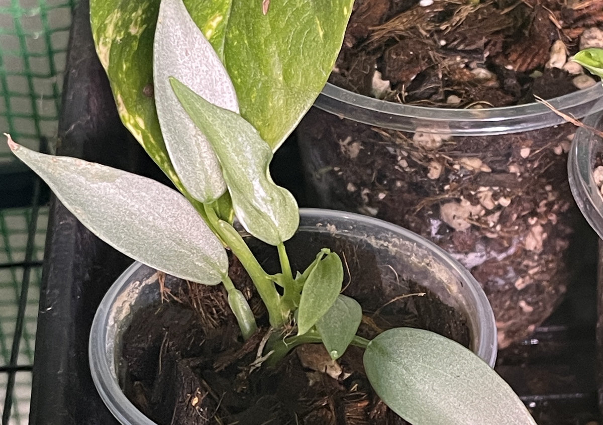 Philodendron, ‘silver sword